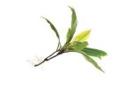 Kacip Fatimah ExtractMaintain healthy female reproductive function.